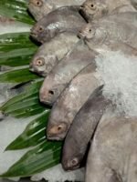 Black Pomfret (Halwa) - Image 2