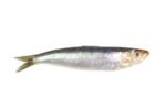 Sardine (Tarli) - Image 2