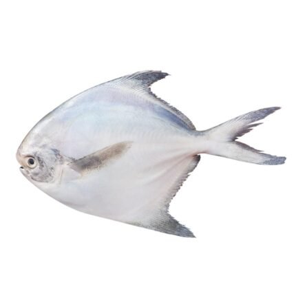 Pomfret (Paplet)