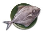 Halwa (Black Pompfret)