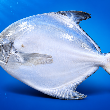 Silver Pomfret (Paplet)