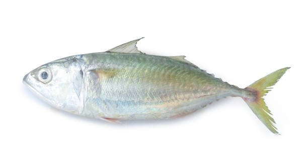 istockphoto-1410807314-612x612 Bangda (Mackerel) - Image 1